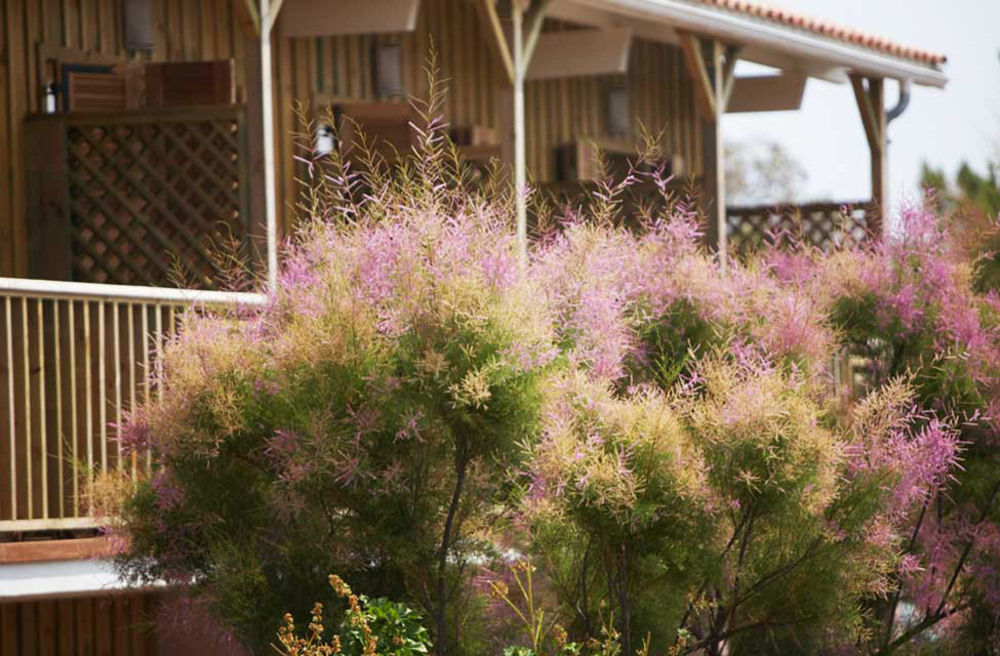 Hotel Des Dunes Lège-Cap-Ferret Dış mekan fotoğraf